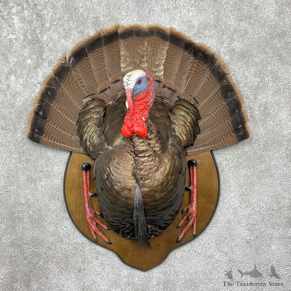 Eastern Wild Turkey Half Life Size Mount #25566 For Sale @ The Taxidermy Store