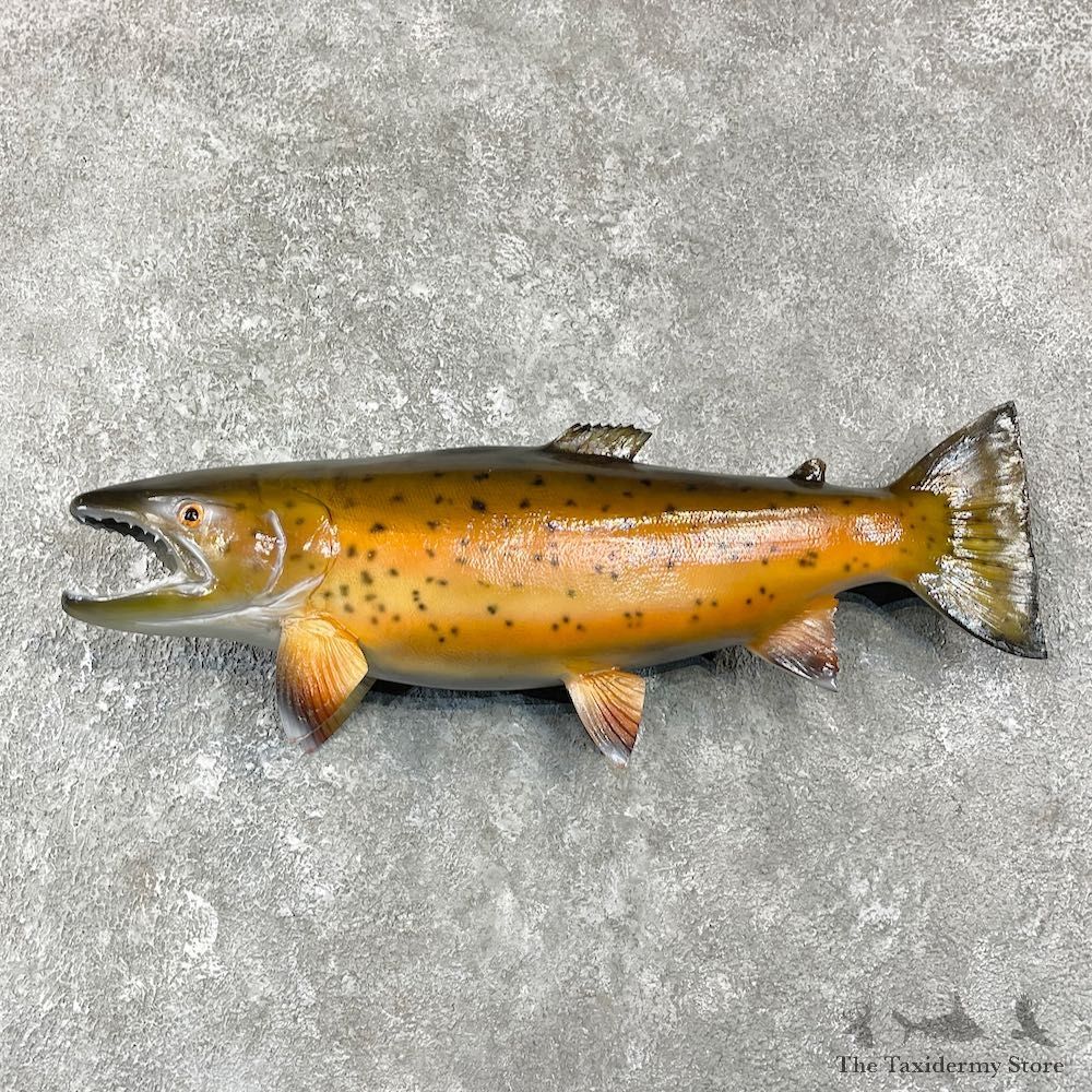 Brown Trout Fish Mount For Sale #25930 @ The Taxidermy Store