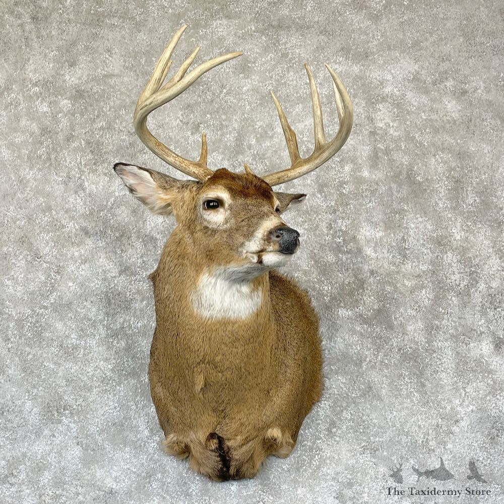 Whitetail Deer Shoulder Mount For Sale #28156 - The Taxidermy Store