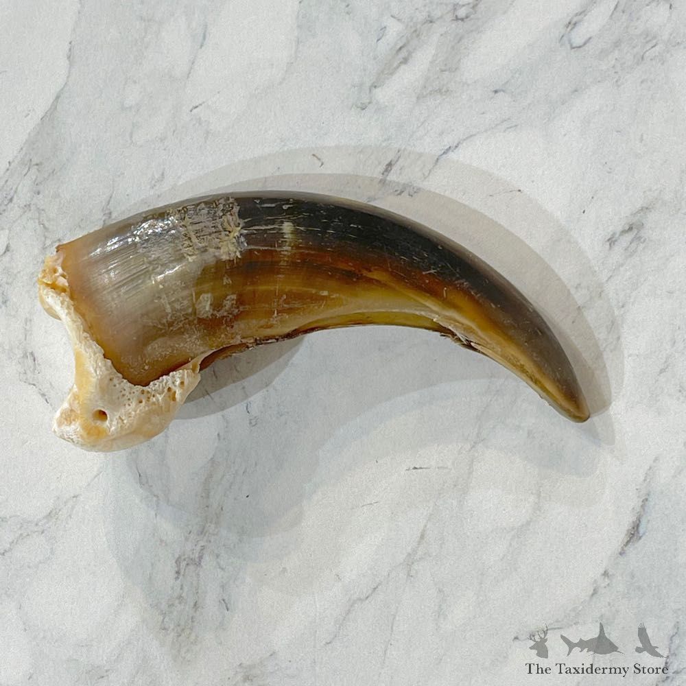 Grizzly Bear Claw For Sale #24897 - The Taxidermy Store