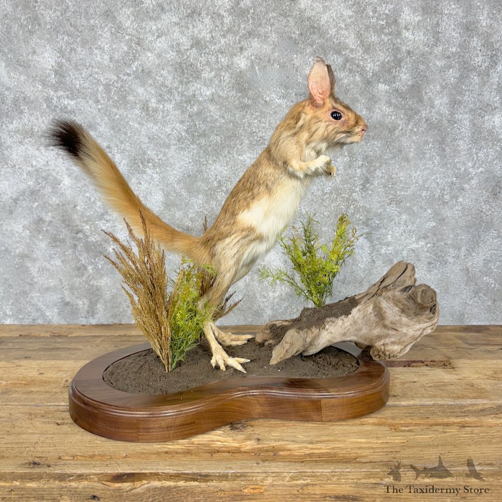 Springhare Life-Size Mount For Sale #29521 @ The Taxidermy Store