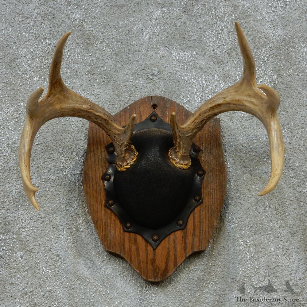 Whitetail Deer Antlers Plaque Taxidermy Mount #13110 For Sale @ The Taxidermy Store