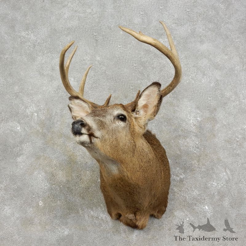 Whitetail Deer Shoulder Mount For Sale #17474 @ The Taxidermy Store