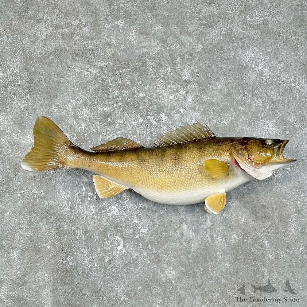 Walleye Taxidermy Mount For Sale #25617 @ The Taxidermy Store