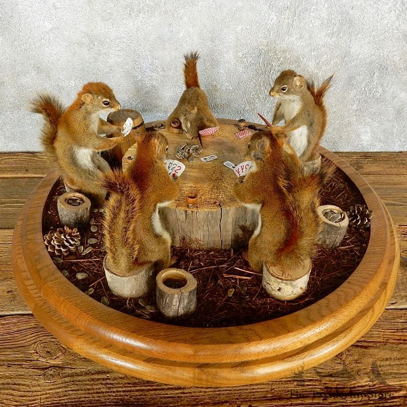 Life Size Squirrel Taxidermy Set #17601 For Sale @ The Taxidermy Store