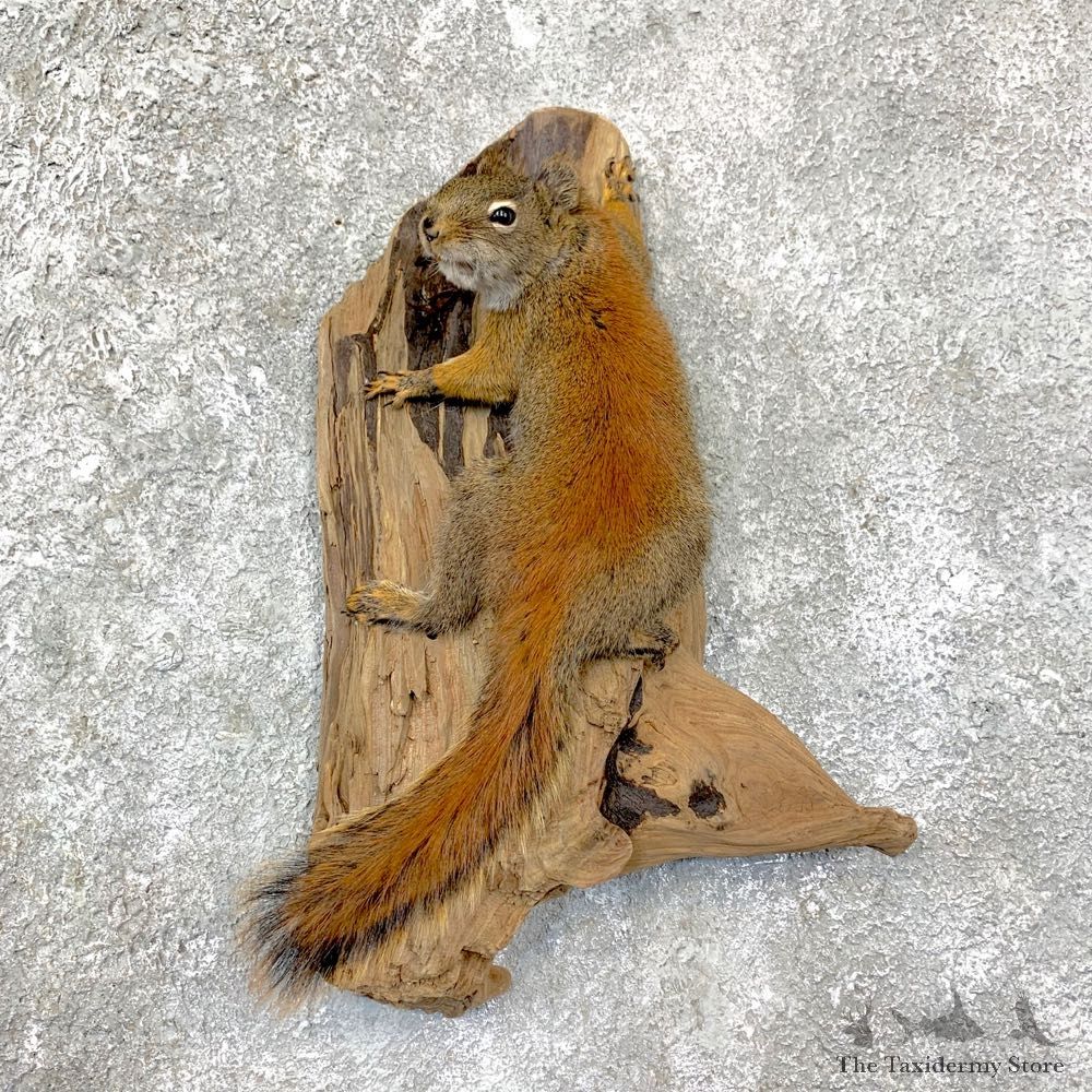 Red Squirrel Life-Size Taxidermy Mount For Sale #22952 @ The Taxidermy Store