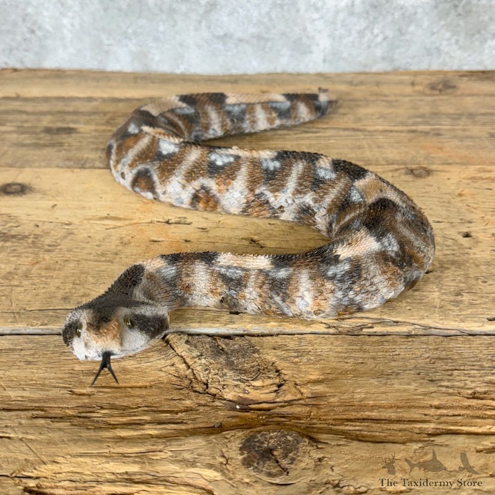 Gaboon Viper Mount For Sale #29508 @ The Taxidermy Store