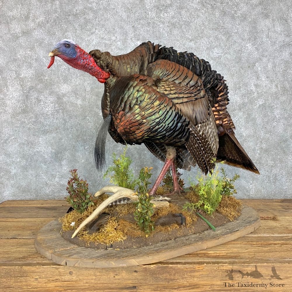 Eastern Turkey Bird Mount For Sale #23494 @ The Taxidermy Store