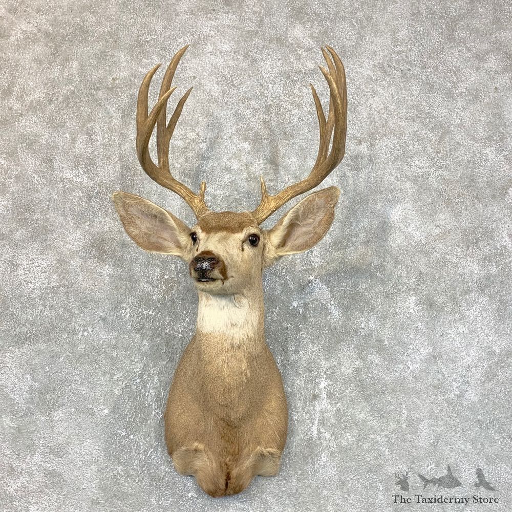 Mule Deer Shoulder Mount For Sale #23809 @ The Taxidermy Store