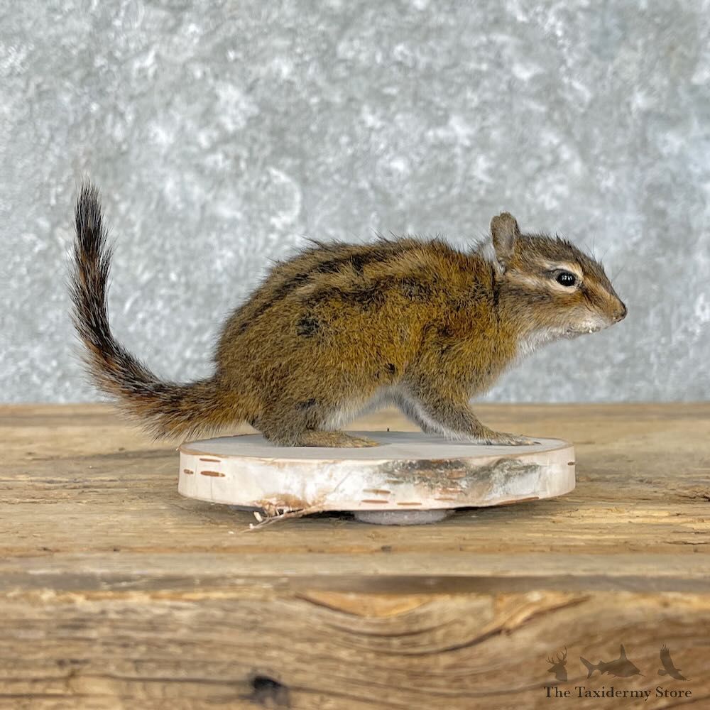 Eastern Chipmunk Life-Size Mount For Sale #27596 @ The Taxidermy Store