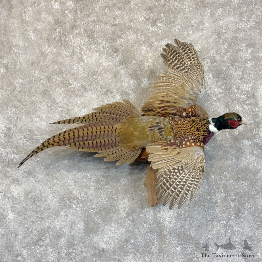 Ringneck Pheasant Bird Mount For Sale #28865 @ The Taxidermy Store