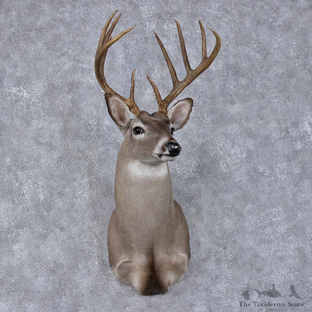 Whitetail Deer Shoulder Taxidermy Head Mount #12494 For Sale @ The Taxidermy Store