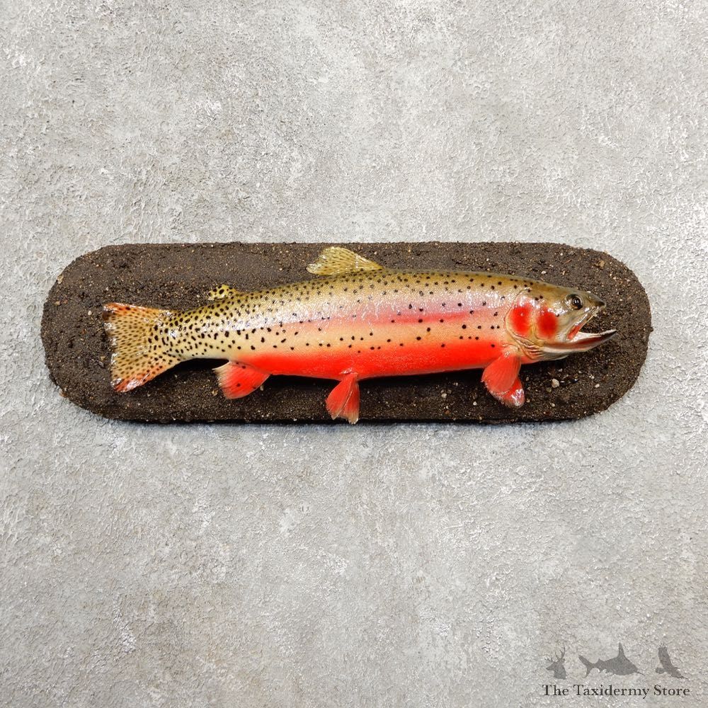 Cutthroat Trout Fish Mount For Sale #20580 @ The Taxidermy Store