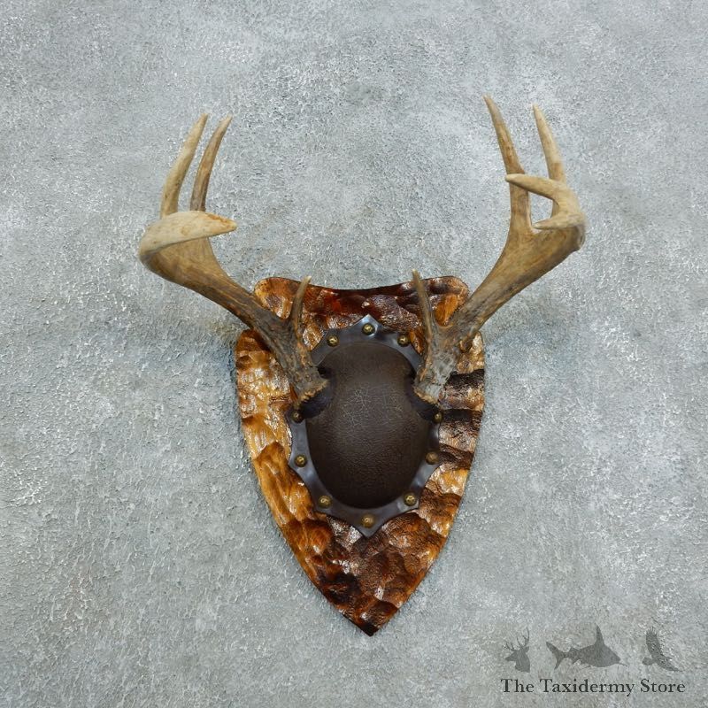 Whitetail Deer Antler Plaque Taxidermy Mount #18434 For Sale @ The Taxidermy Store