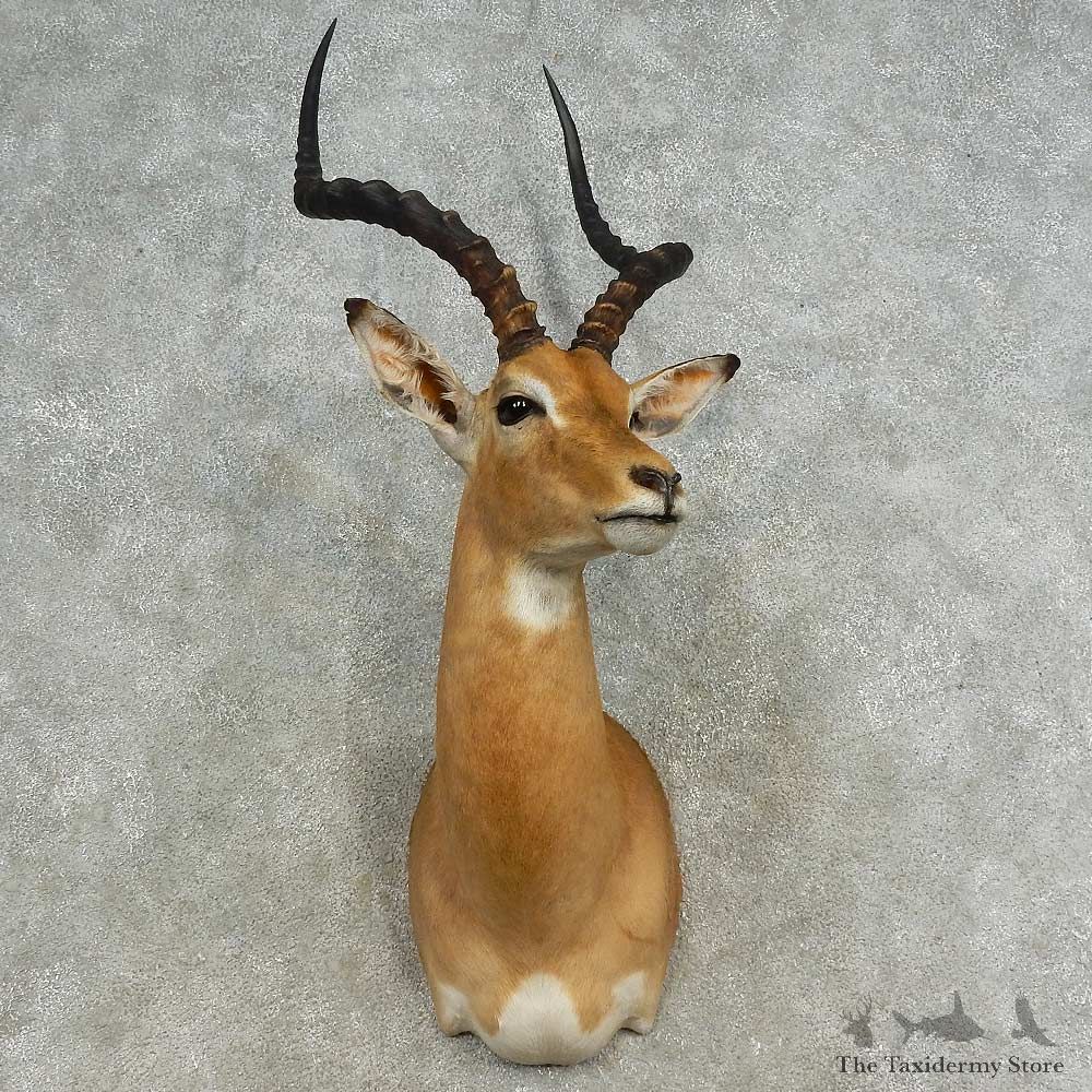 African Impala Shoulder Mount For Sale #16656 @ The Taxidermy Store