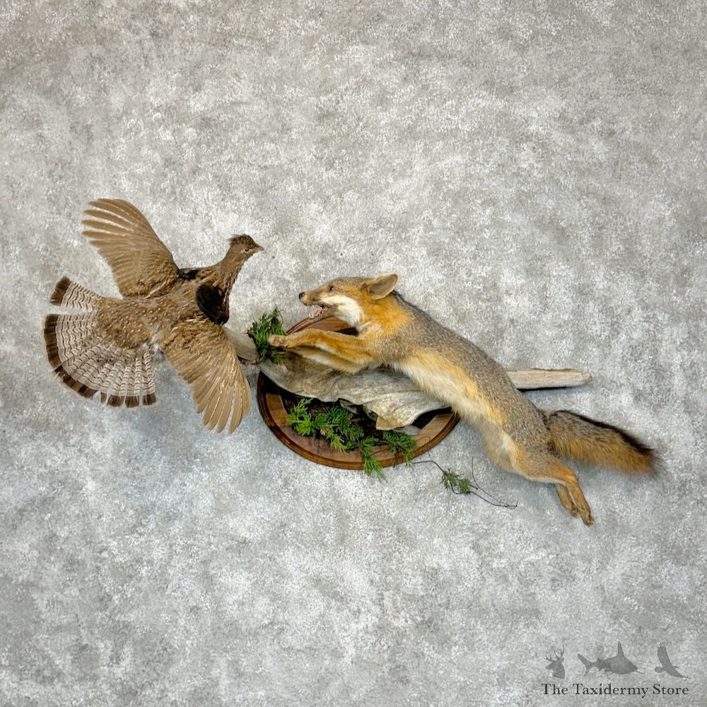 Grey Fox Life-Size Mount For Sale #29329 @ The Taxidermy Store