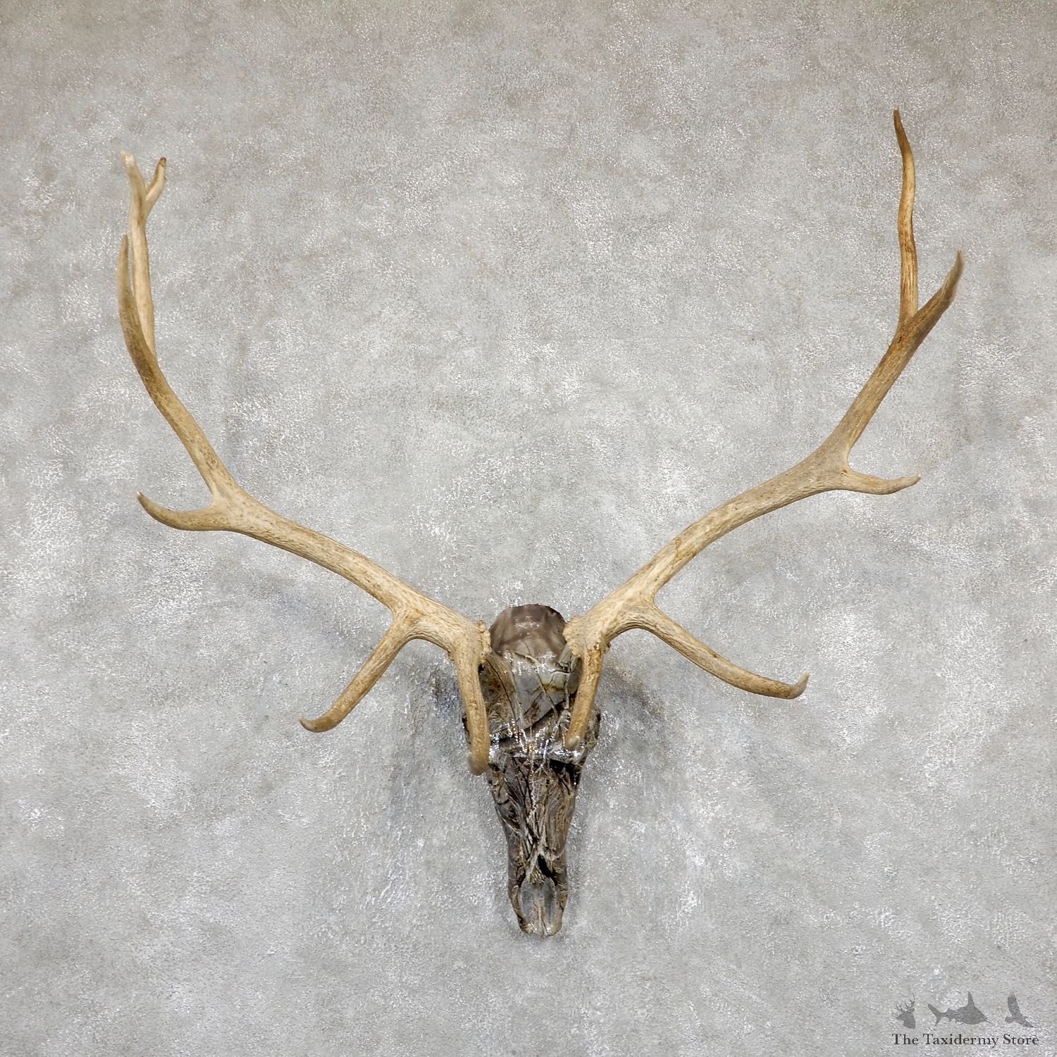 Elk Lost Camo Skull Antler European Mount For Sale #19402 @ The Taxidermy Store
