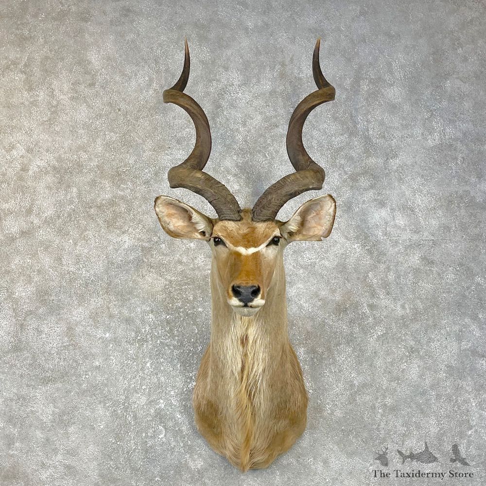 Greater Kudu Shoulder Mount For Sale #25064 @ The Taxidermy Store