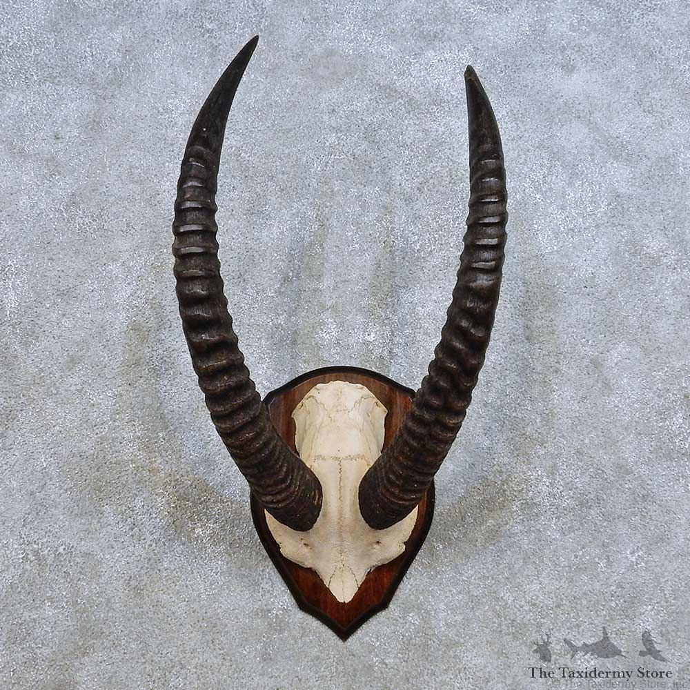 Western Roan Horn Plaque Mount For Sale #14458 @ The Taxidermy Store