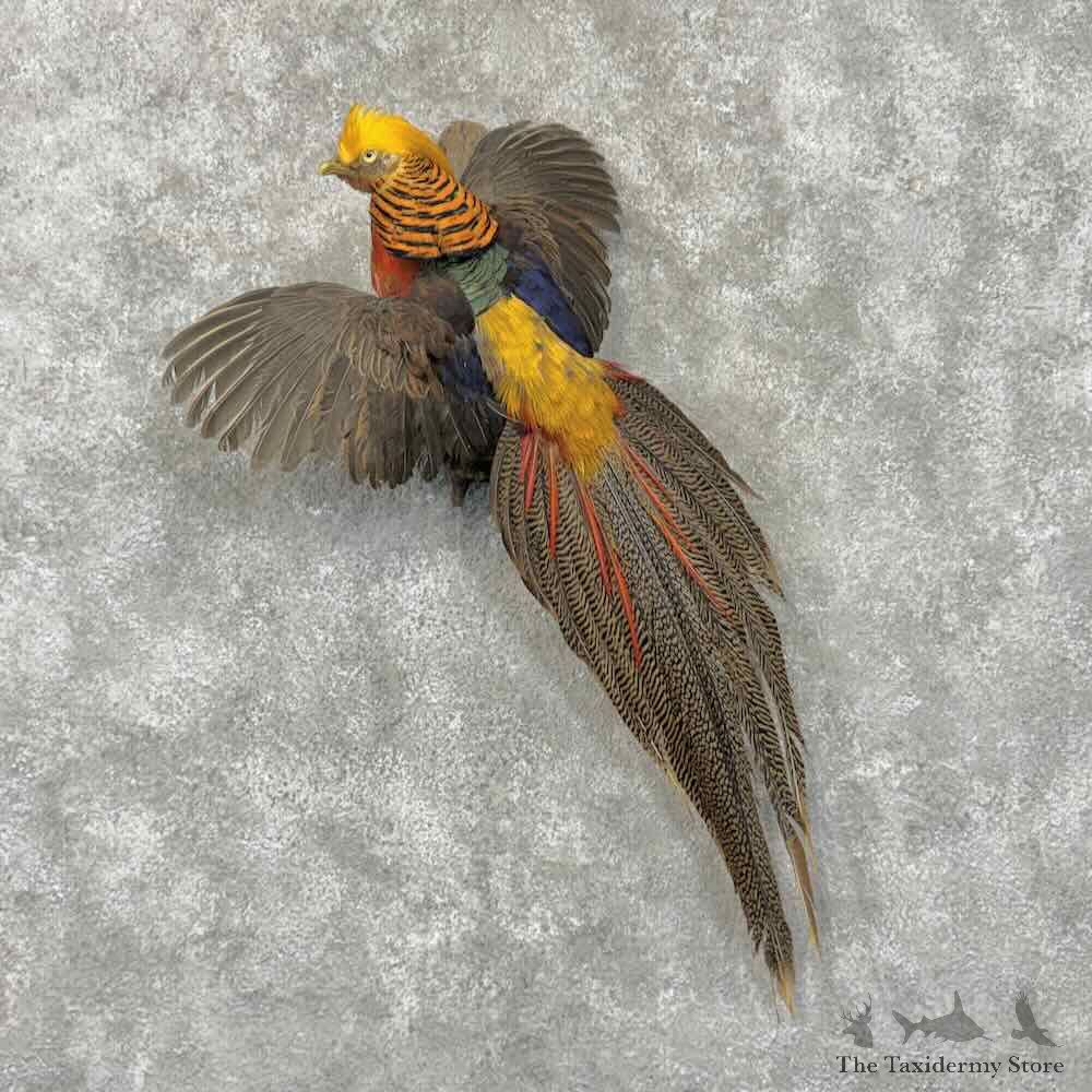 Red Golden Pheasant Bird Mount For Sale #31506 @ The Taxidermy Store