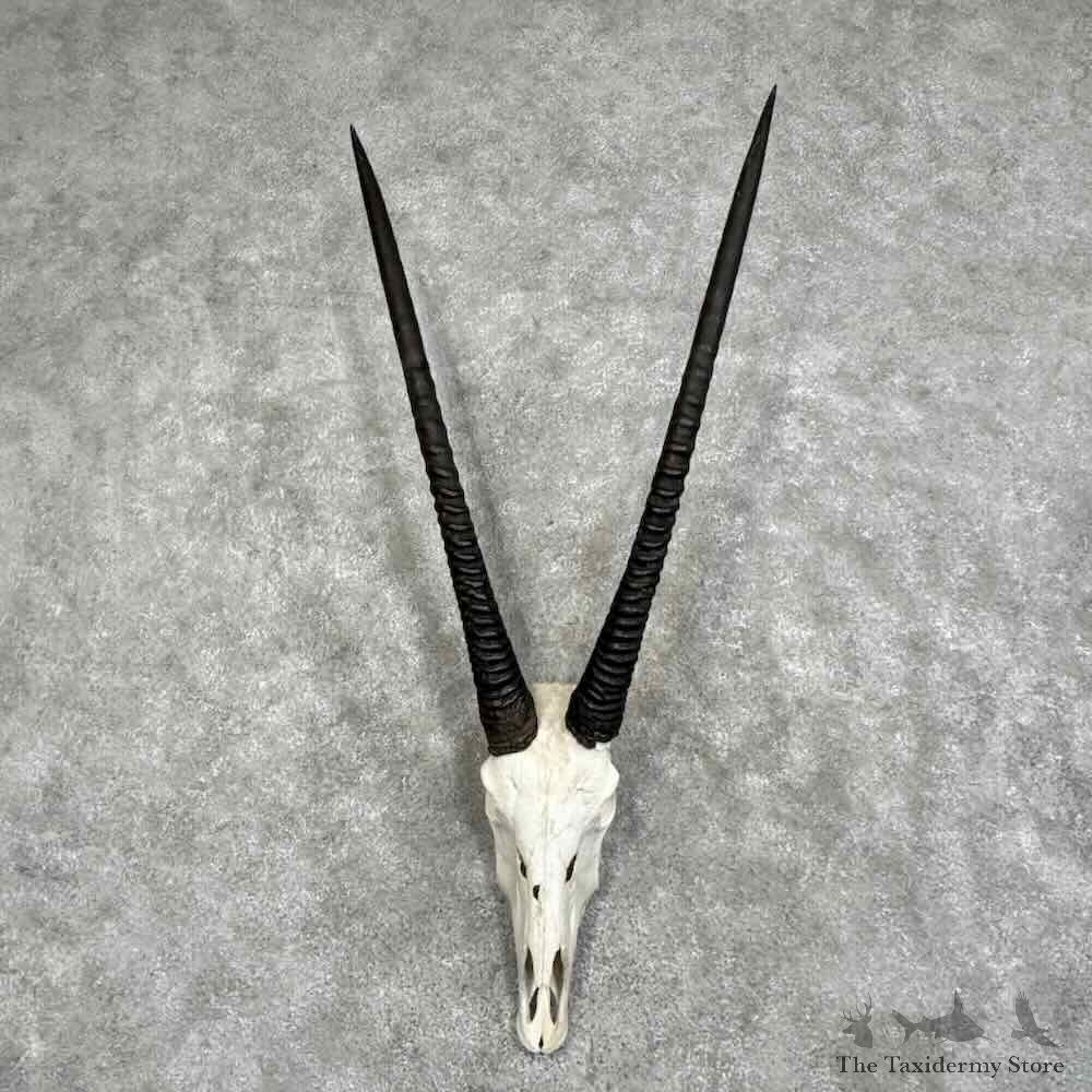 Gemsbok Skull European Mount For Sale #32070 @ The Taxidermy Store