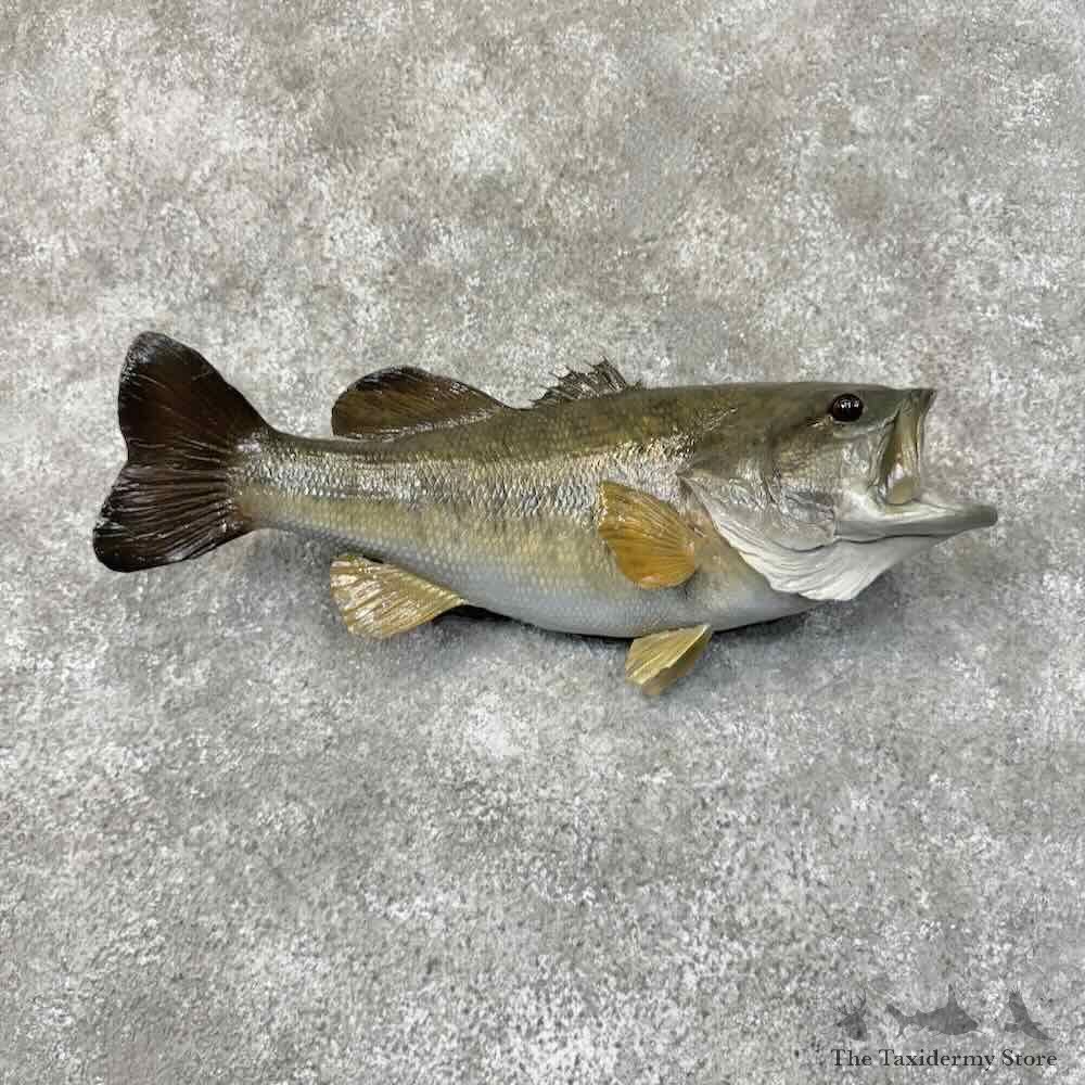 Largemouth Bass Fish Mount For Sale #31285 @ The Taxidermy Store