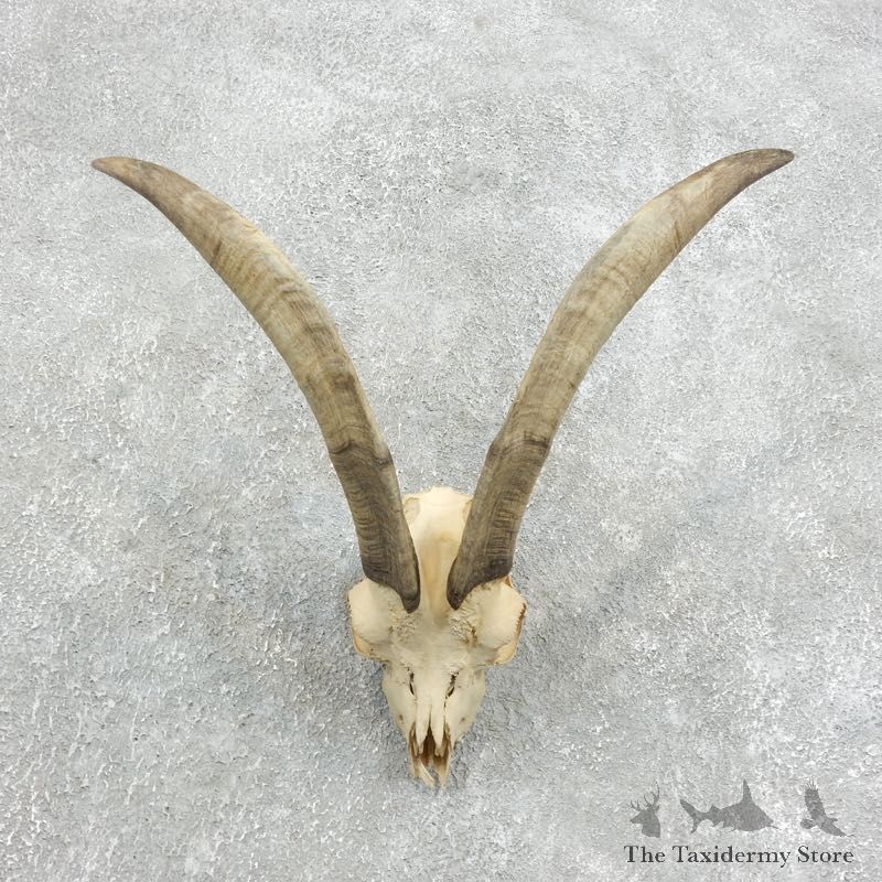 Catalina Goat European Mount For Sale #18336 @ The Taxidermy Store
