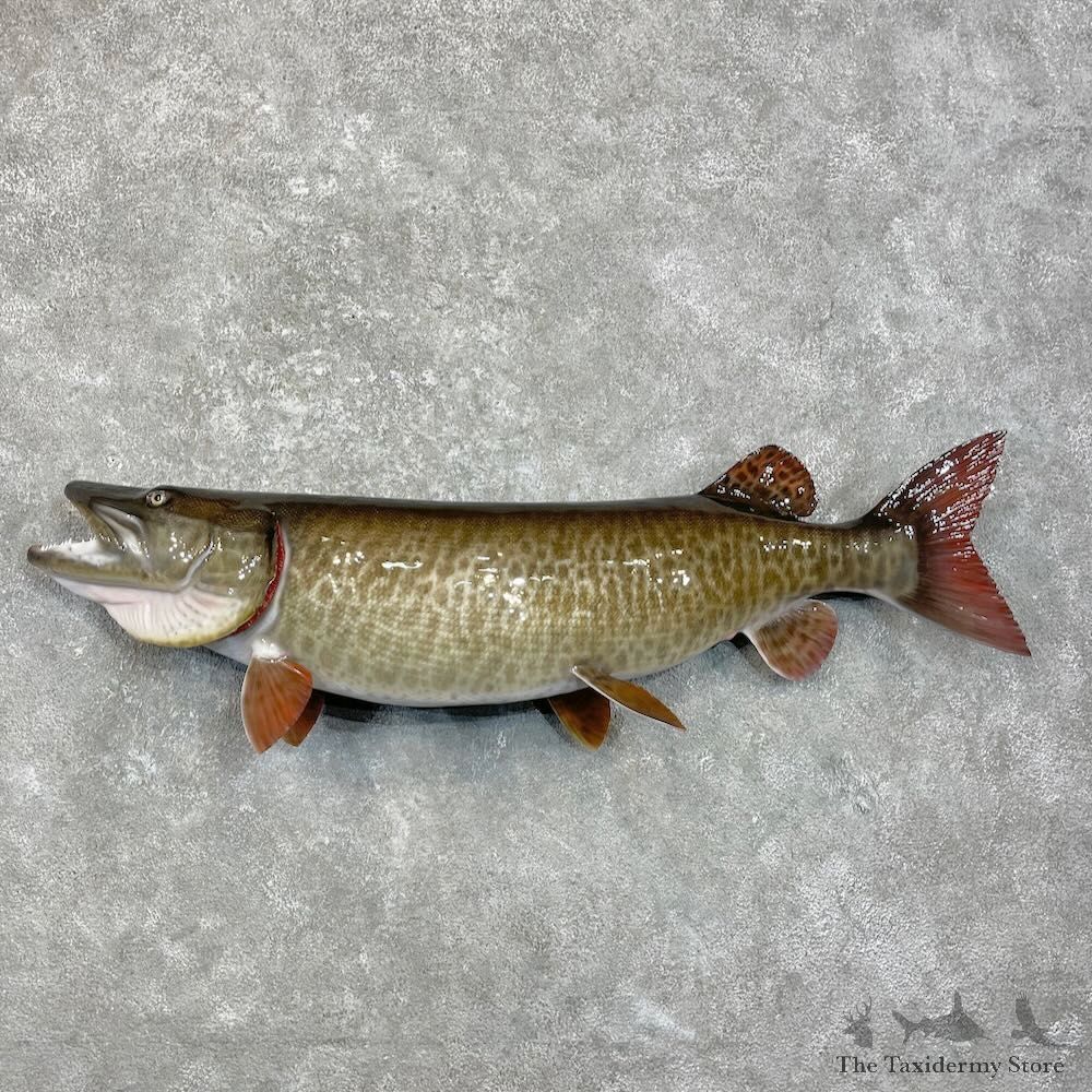 Reproduction Muskellunge Fish Mount For Sale #27997 @ The Taxidermy Store