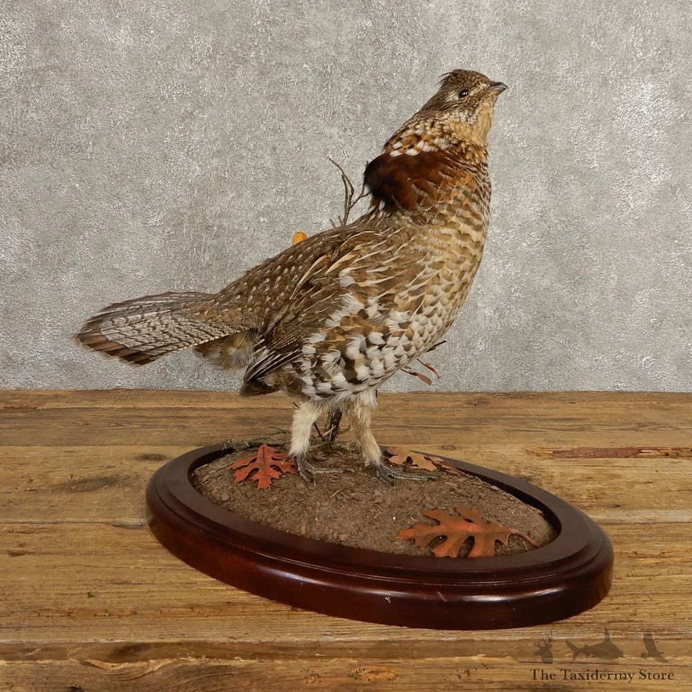 Ruffed Grouse Bird Mount For Sale #20500 @ The Taxidermy Store