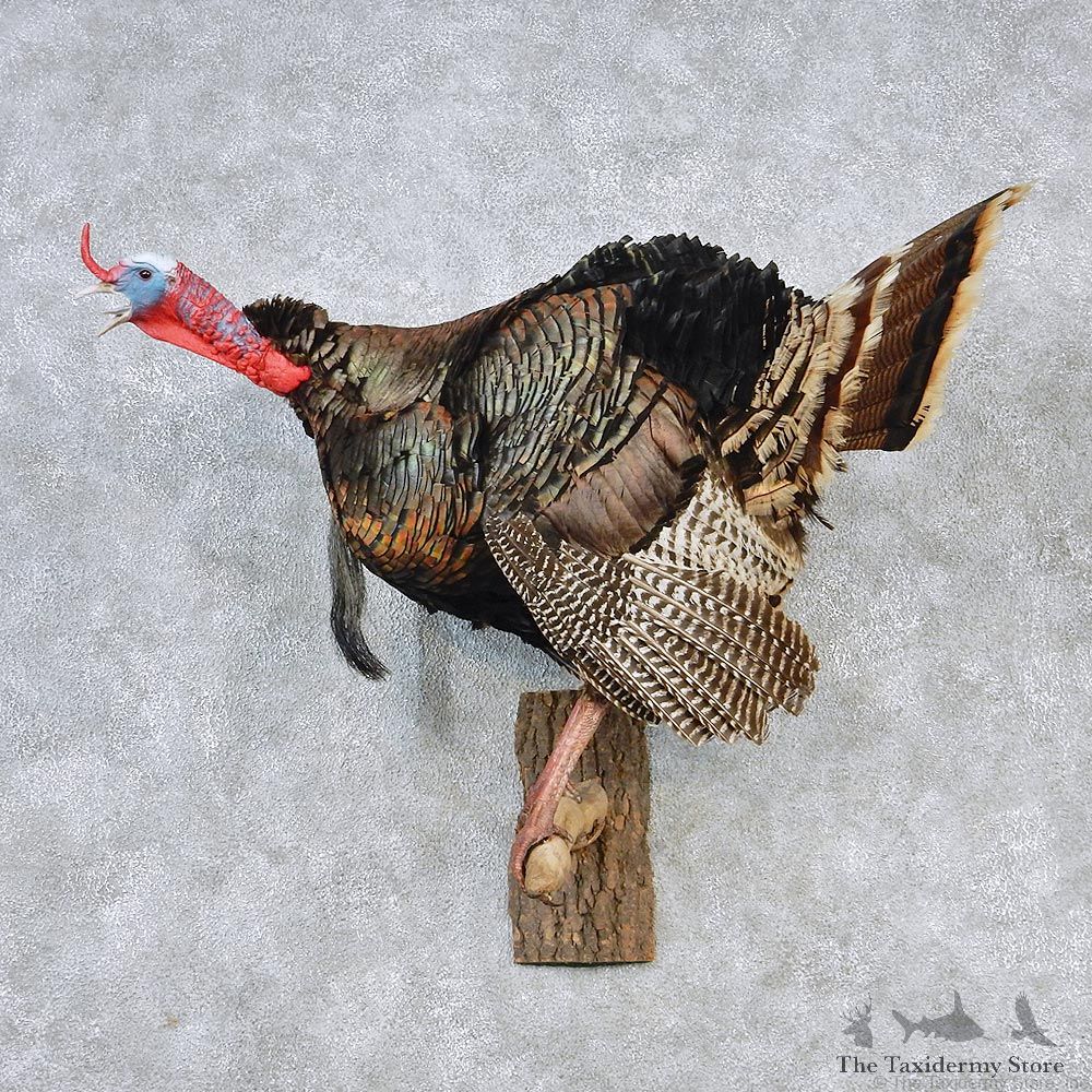 Merriams Turkey Walking Life Size Taxidermy Mount #12617 For Sale @ The Taxidermy Store