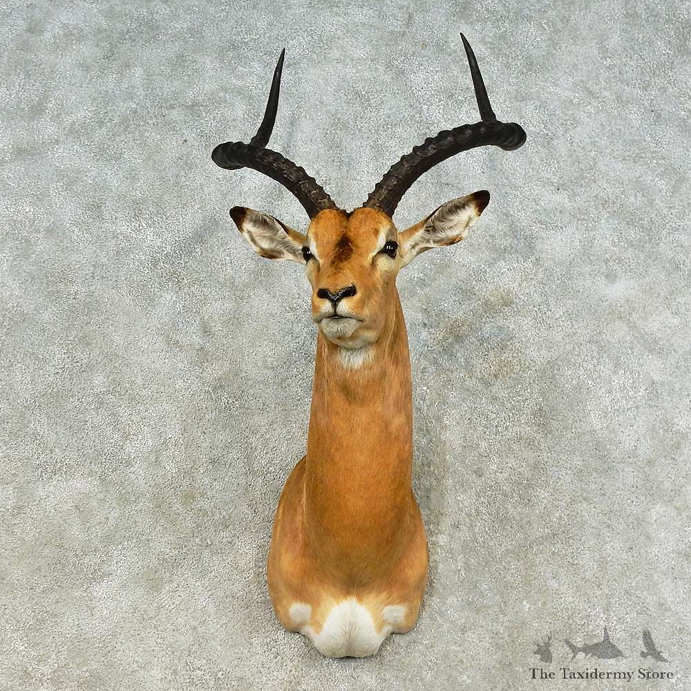 African Impala Shoulder Mount For Sale #16188 @ The Taxidermy Store