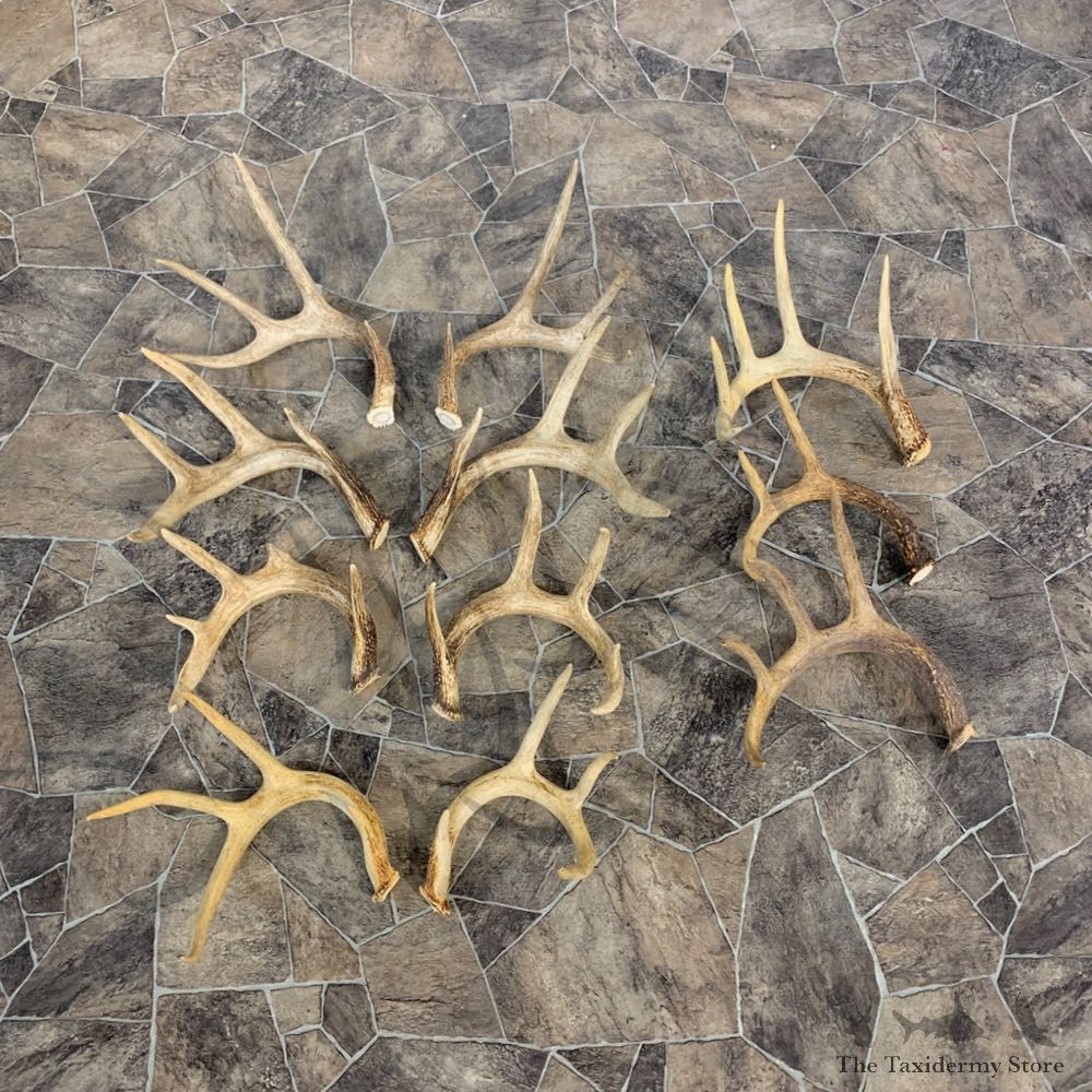 Whitetail Deer Antler Craft Pack For Sale #23042 @ The Taxidermy Store