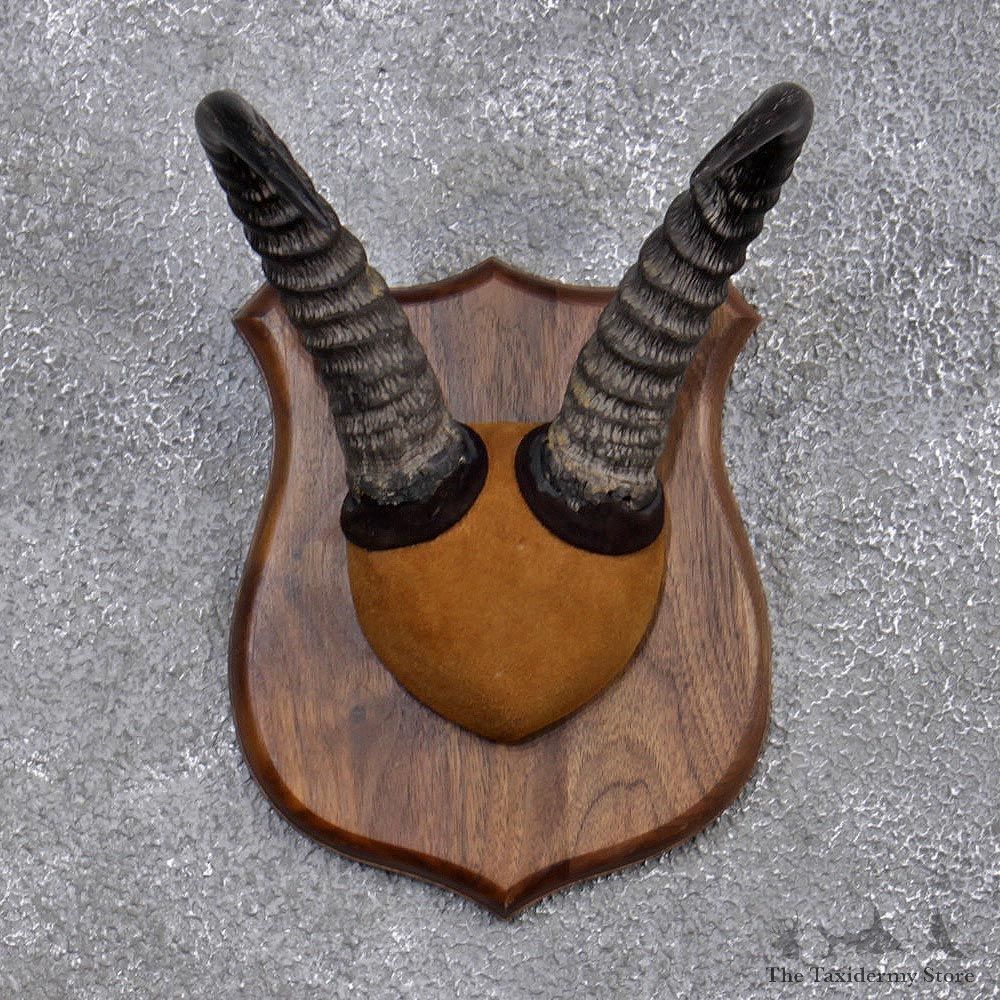 African Common Reedbuck Horn Plaque #10149 For Sale @ The Taxidermy Store