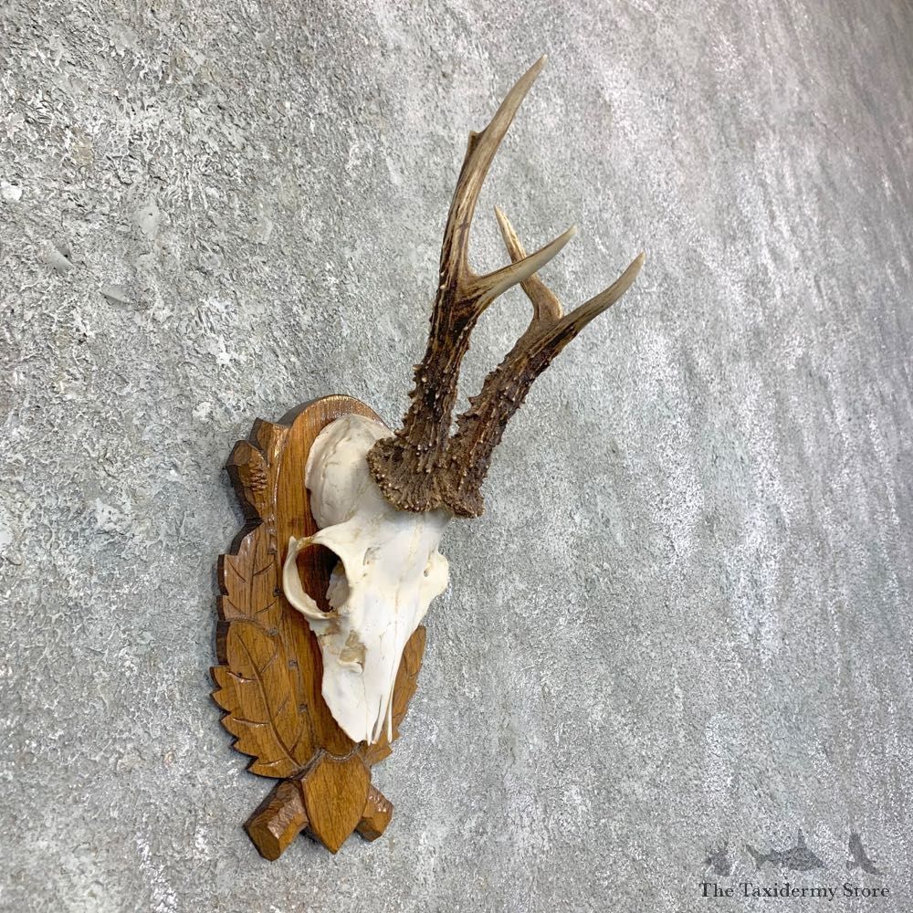 Roe Deer Plaque Mount For Sale #23594 @ The Taxidermy Store