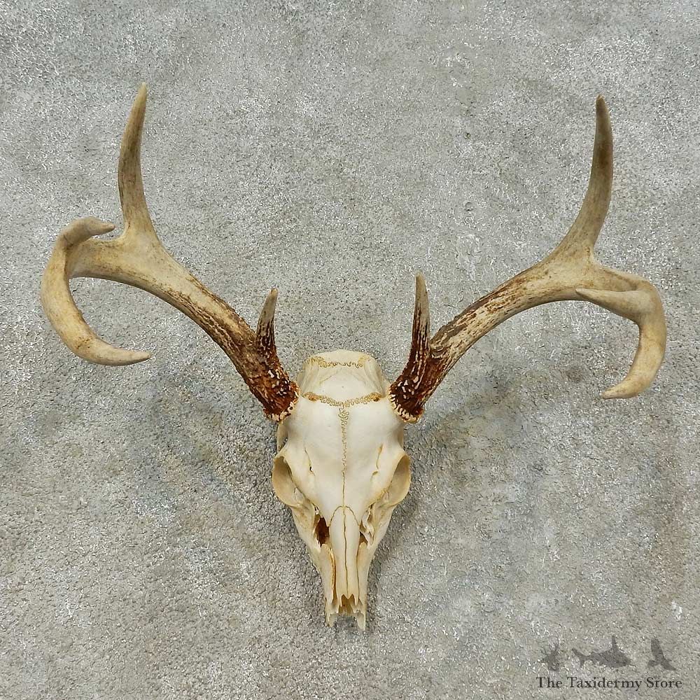 Whitetail Deer Skull European Mount For Sale #16196 @ The Taxidermy Store