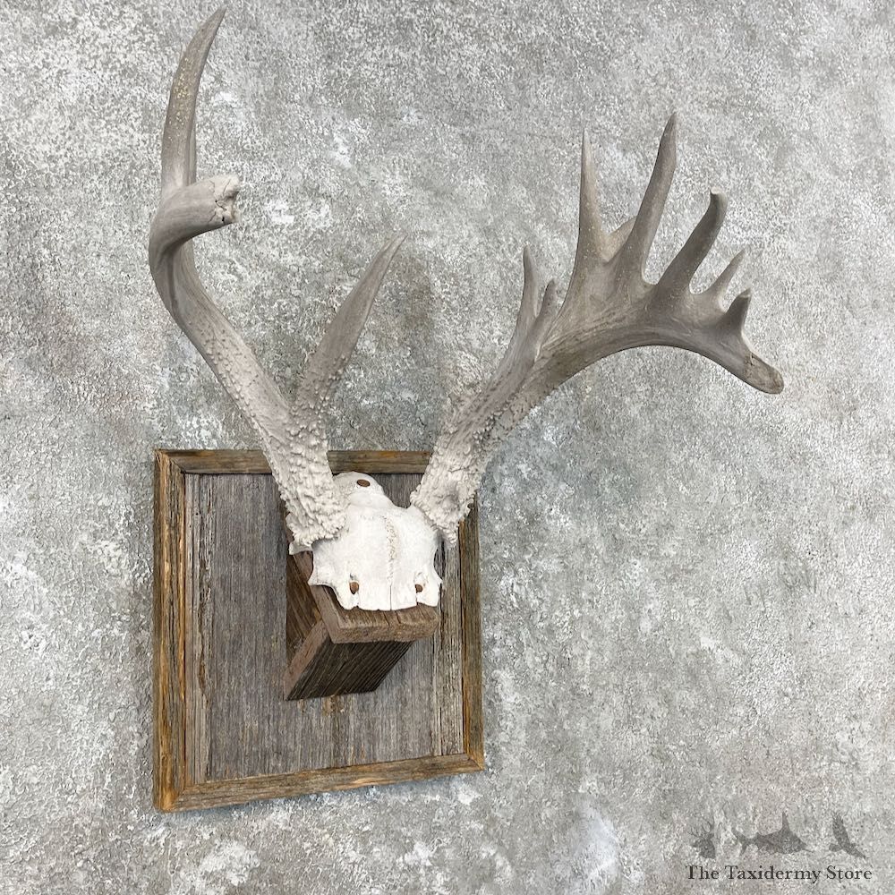 Whitetail Deer Skull European Mount For Sale #26857 @ The Taxidermy Store