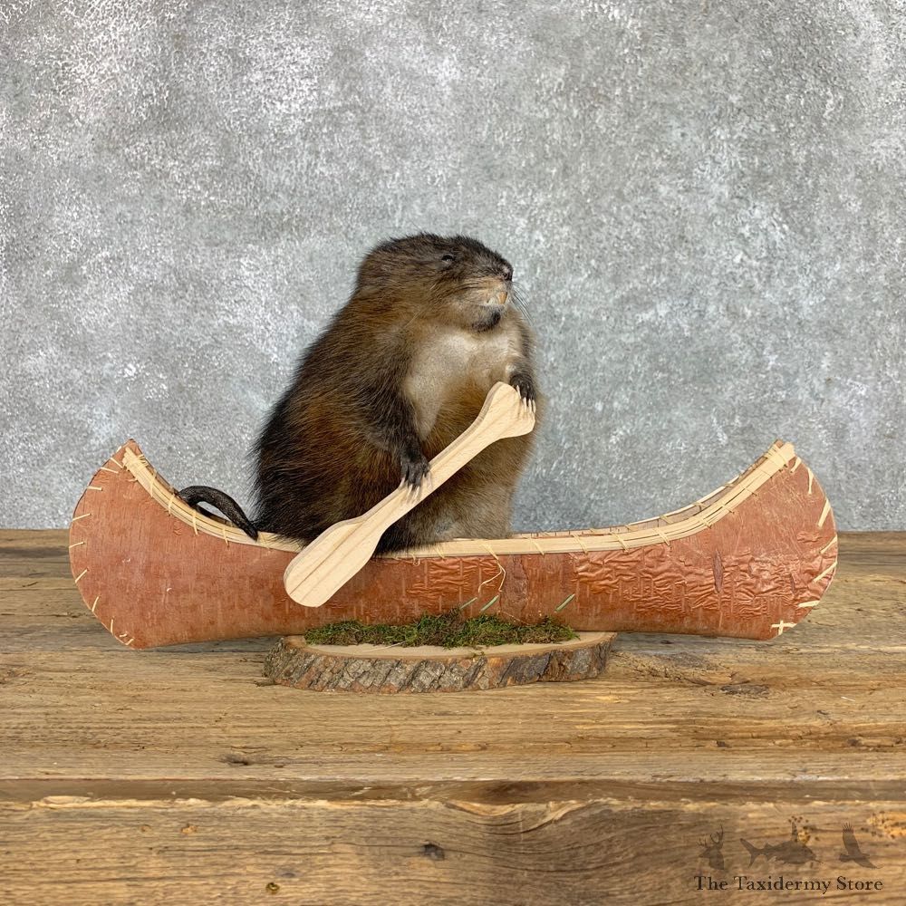 Canoeing Muskrat Novelty Mount For Sale #22410 @ The Taxidermy Store