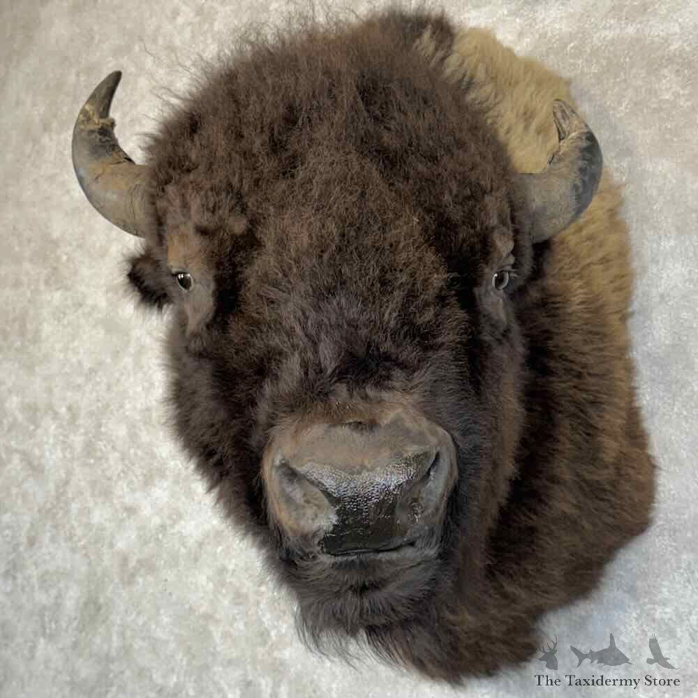 American Buffalo Bison Shoulder Mount For Sale #30330 @ The Taxidermy Store