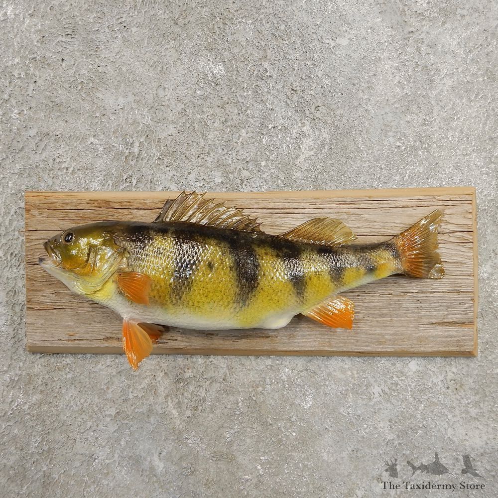 Yellow Perch Fish Mount For Sale #20954 @ The Taxidermy Store