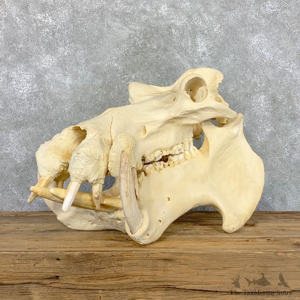 Hippopotamus Full Skull Mount For Sale #22549 @ The Taxidermy Store
