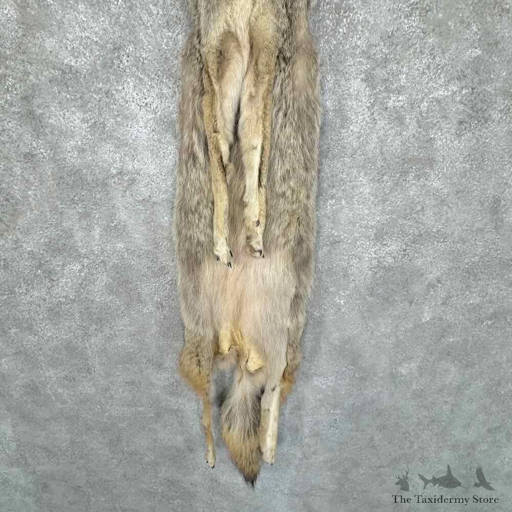 Coyote Dressing Tanned Hide For Sale #30945 @ The Taxidermy Store