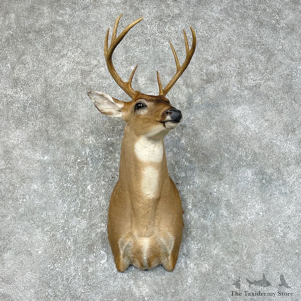 Whitetail Deer Shoulder Taxidermy Mount For Sale #25429 @ The Taxidermy Store.jpg