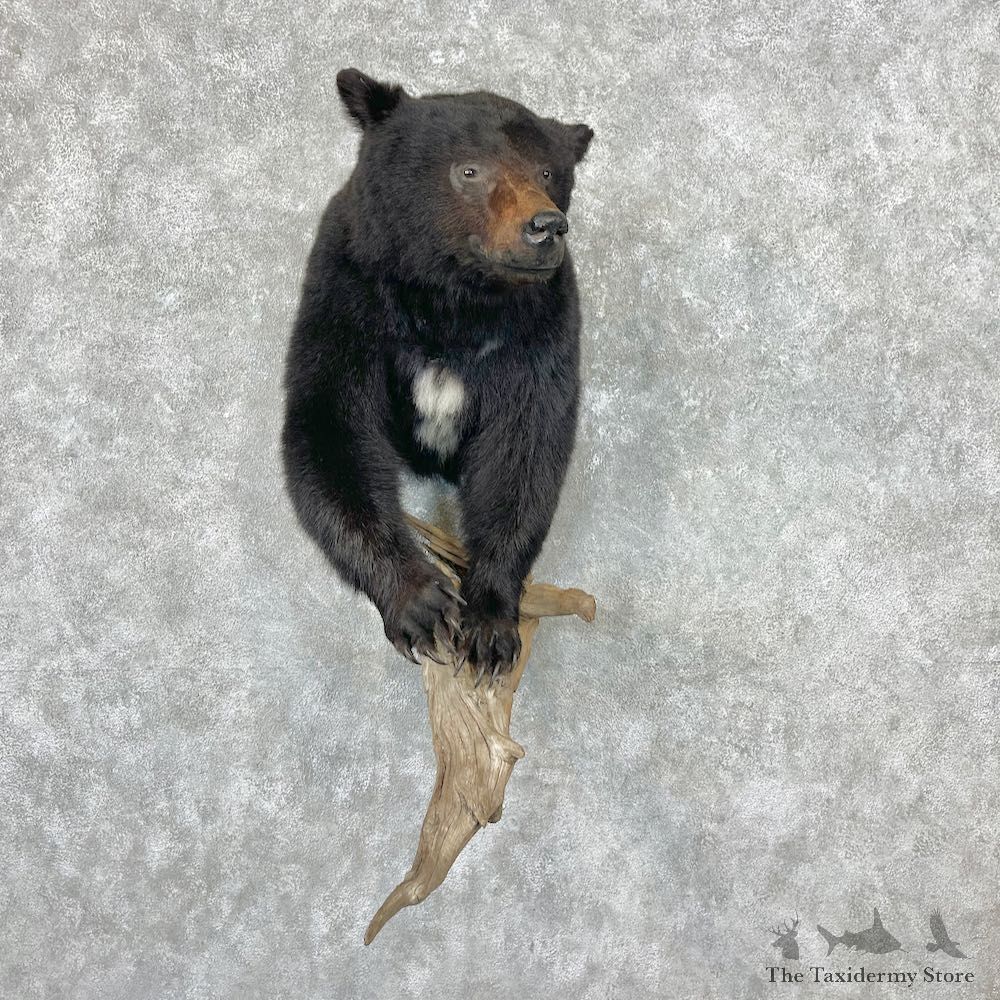 Black Bear Half-Life-Size Taxidermy Mount For Sale #26754 @ The Taxidermy Store
