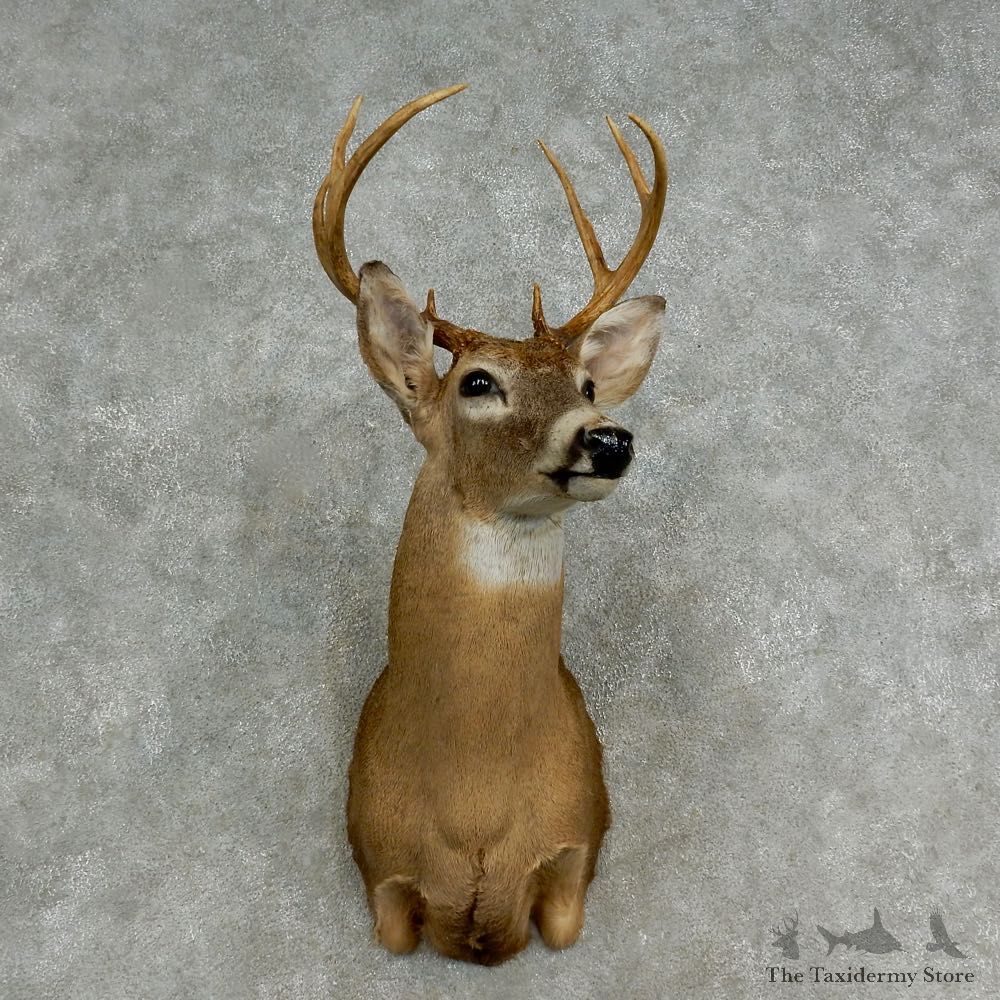 Whitetail Deer Shoulder Mount For Sale #17020 @ The Taxidermy Store