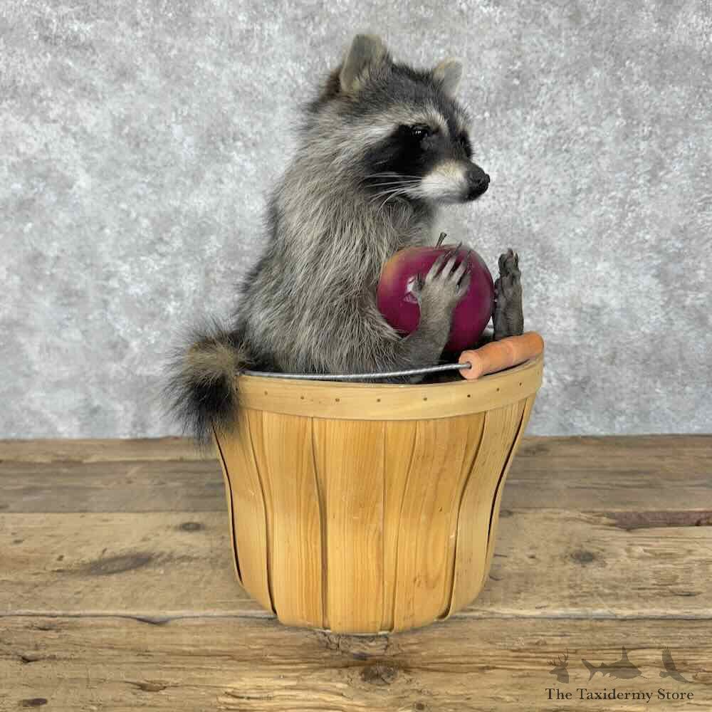Raccoon Novelty Mount For Sale #30694 @ The Taxidermy Store
