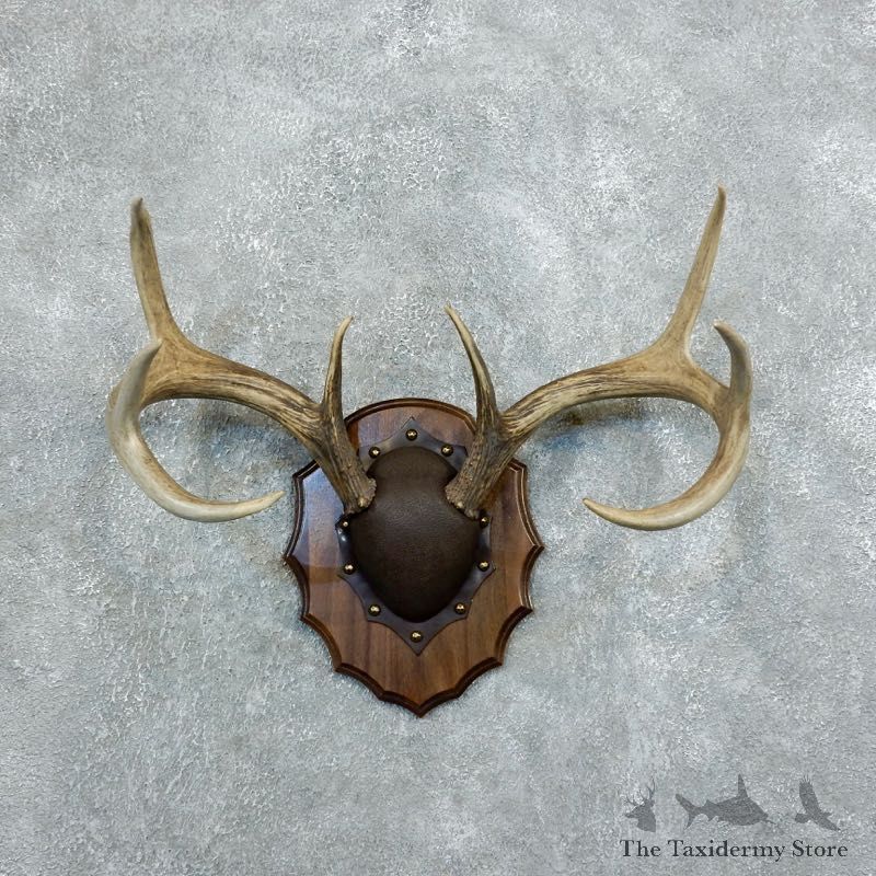 Whitetail Deer Antler Plaque Mount For Sale #18368 @ The Taxidermy Store