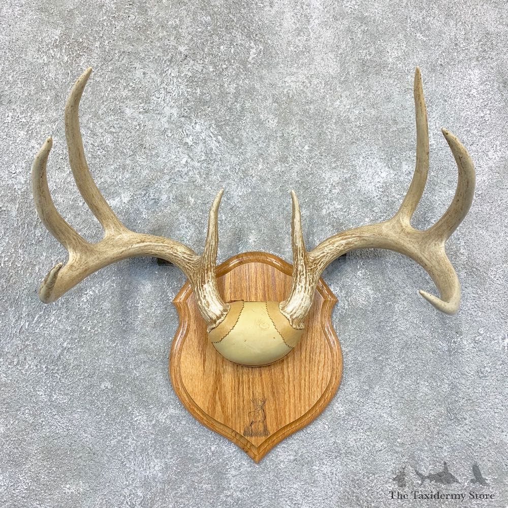 Whitetail Deer Antler Plaque Mount For Sale #22382 @ The Taxidermy Store