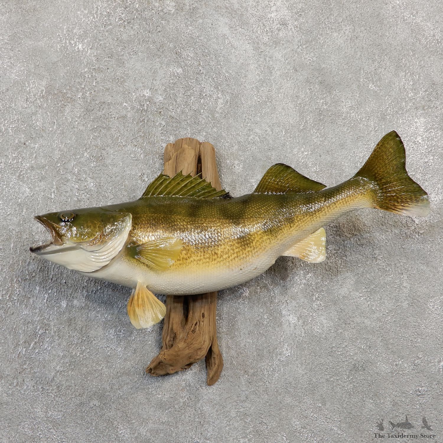 Walleye Taxidermy Fish Mount #20058 For Sale @ The Taxidermy Store
