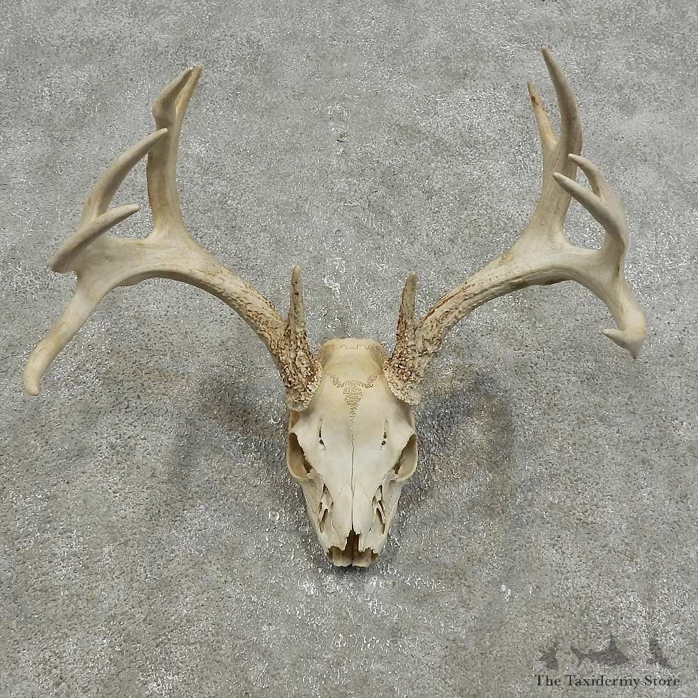 Whitetail Deer Skull European Mount For Sale #15932 @ The Taxidermy Store