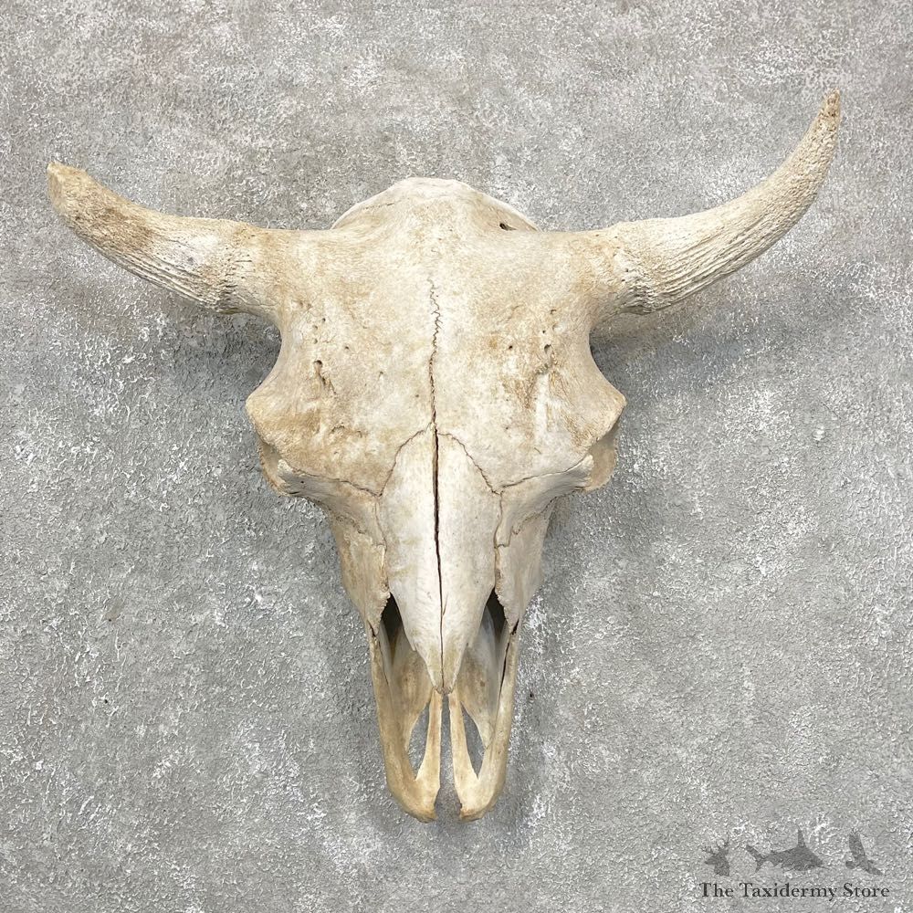 Buffalo Bison Skull Mount For Sale #24422 @ The Taxidermy Store